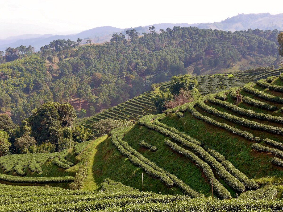 Artisanal Thai Tea Brewing